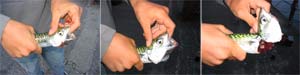 How to kill a mackerel.