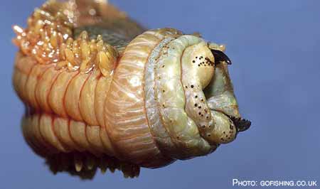 Ragworm pincers.